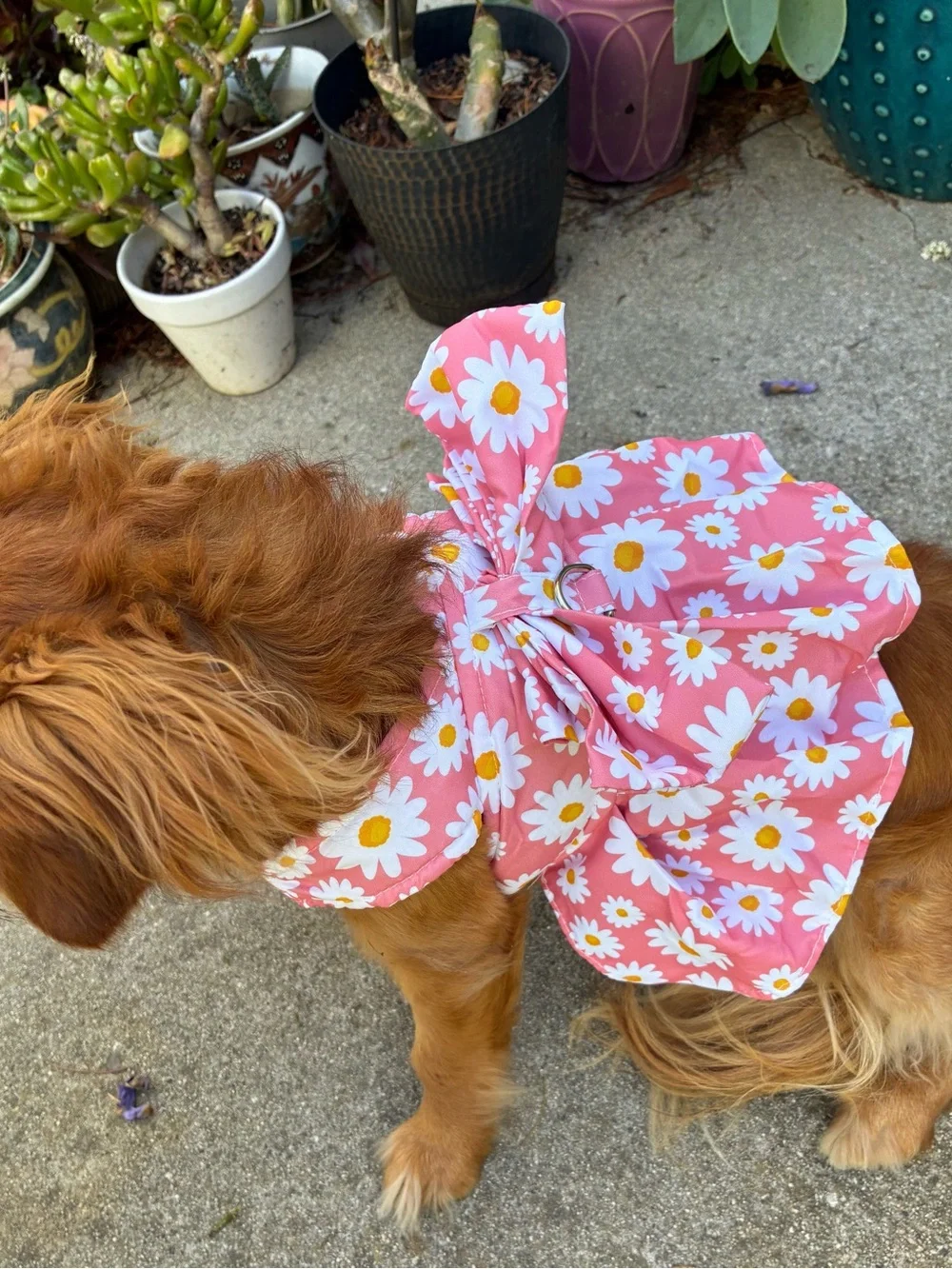 Dog Dress and Matching Leash